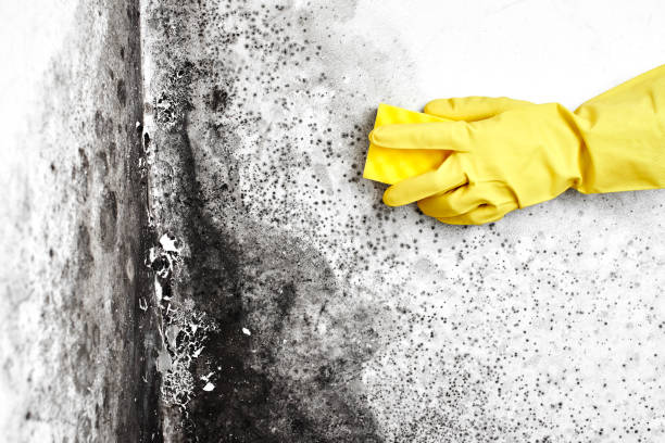 Mold Removal for HVAC Installations in Sunman, IN