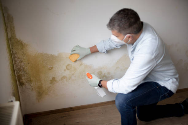 Best Environmental Consulting for Mold Prevention  in Sunman, IN